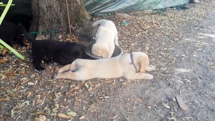 Chiots Fossette X Hamilton 2015 - 7