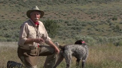 Gun Dog Tips: Throw a Changeup