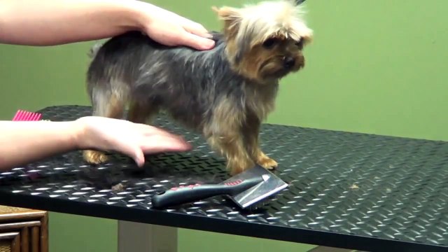 How to Groom A Yorkshire Terrier Yorkie (Puppy Cut)