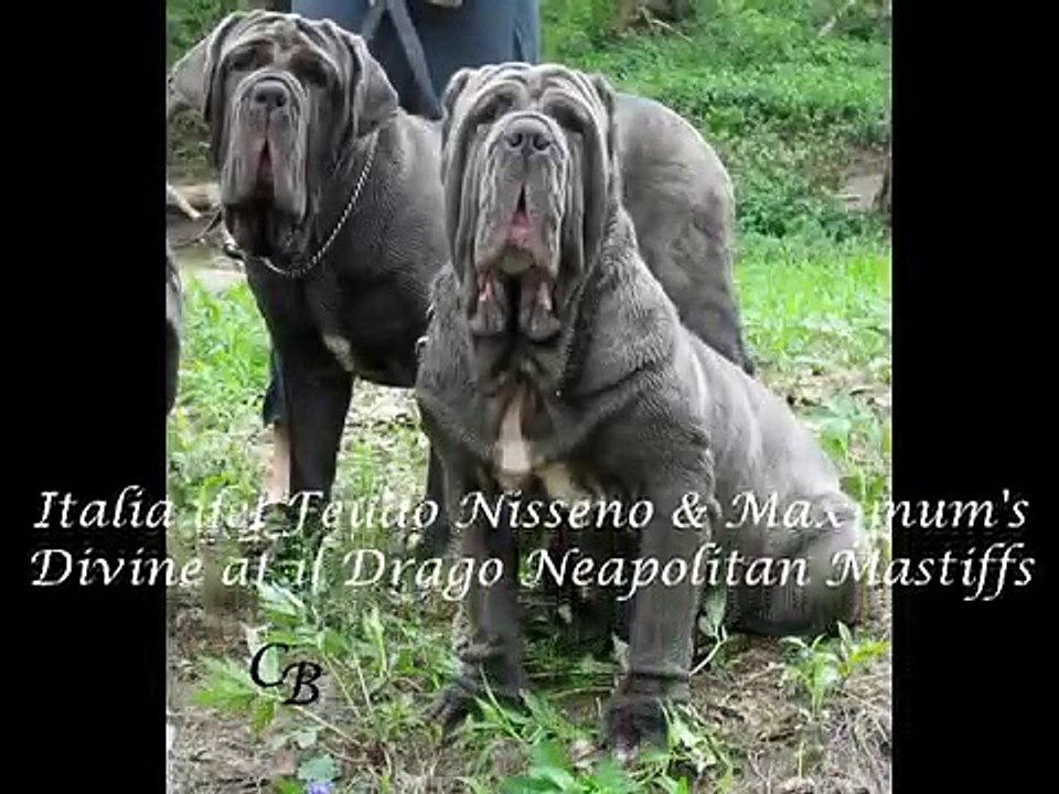 il Drago Neapolitan Mastiffs