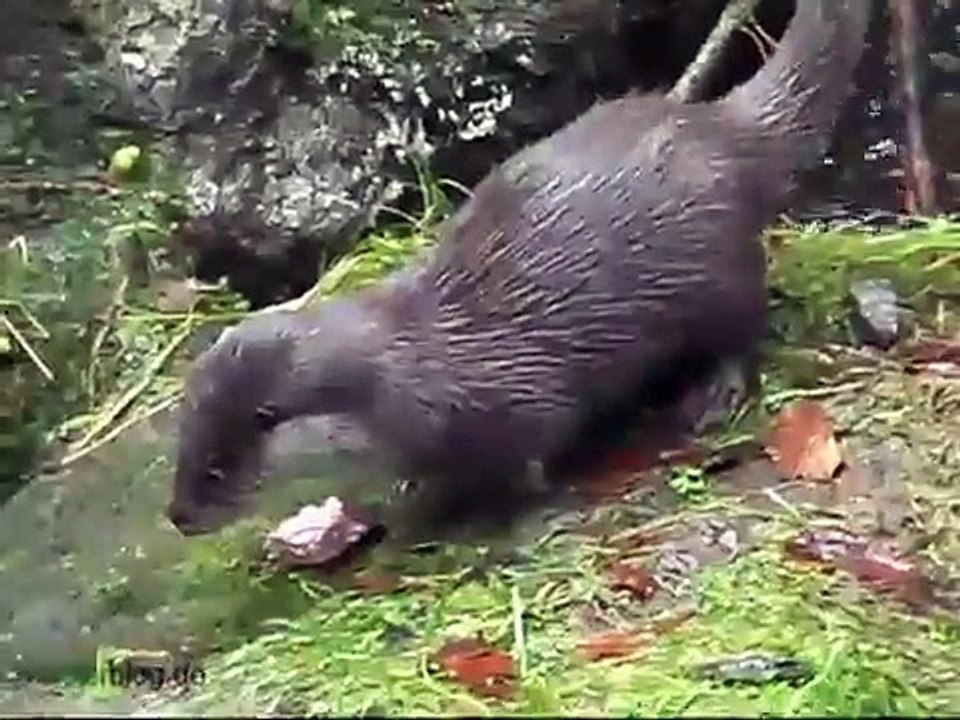 Fischotter-Familienleben im Winter