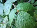An Orange Ladybug
