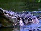 Animal Planet   Animal Face Off Alligator vs  Black Bear