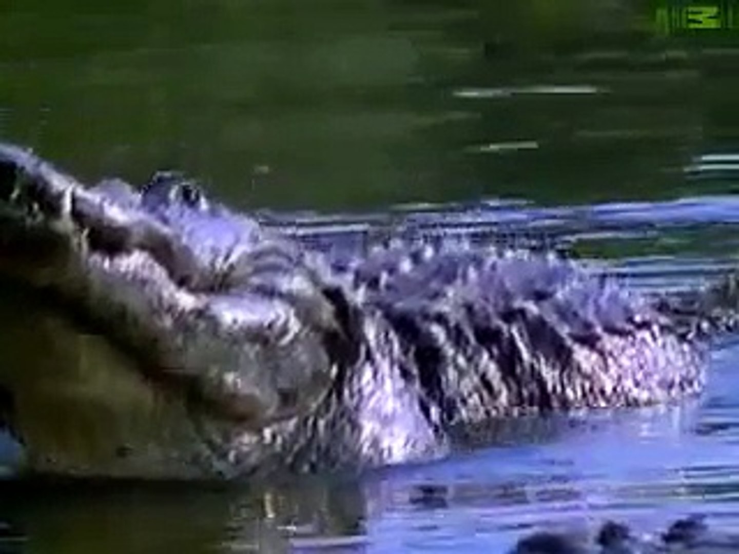 ⁣Animal Planet   Animal Face Off Alligator vs  Black Bear