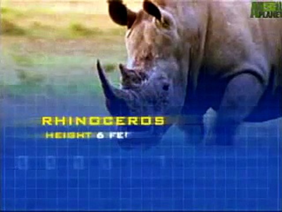 Animal Planet   Animal Face Off Elephant vs  Rhino