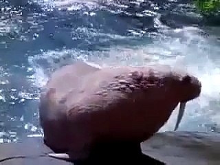 Animal Face Off - Polar Bear vs  Walrus
