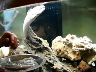 Daisy our tesselata moray eel