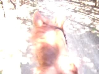 ver la fin de la balade