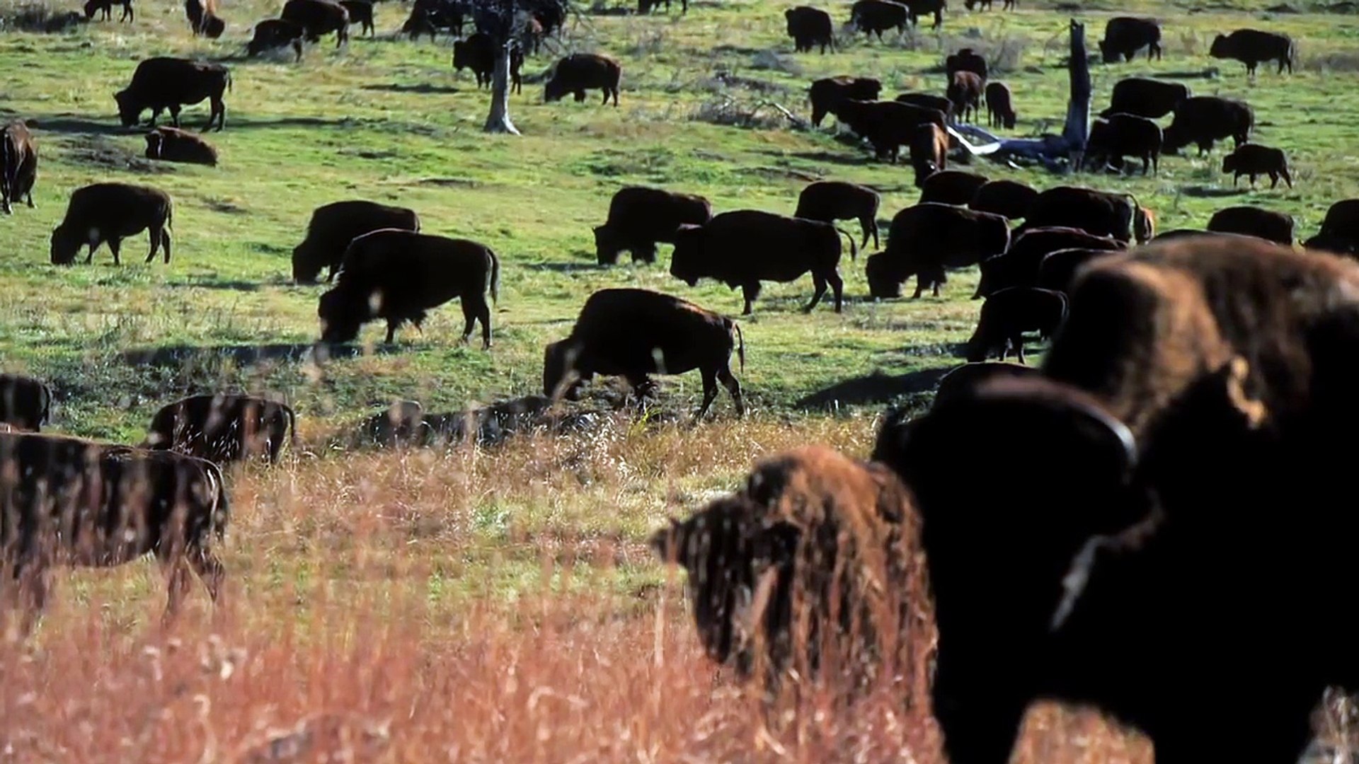 Return of the Yellowstone Bison -- The History