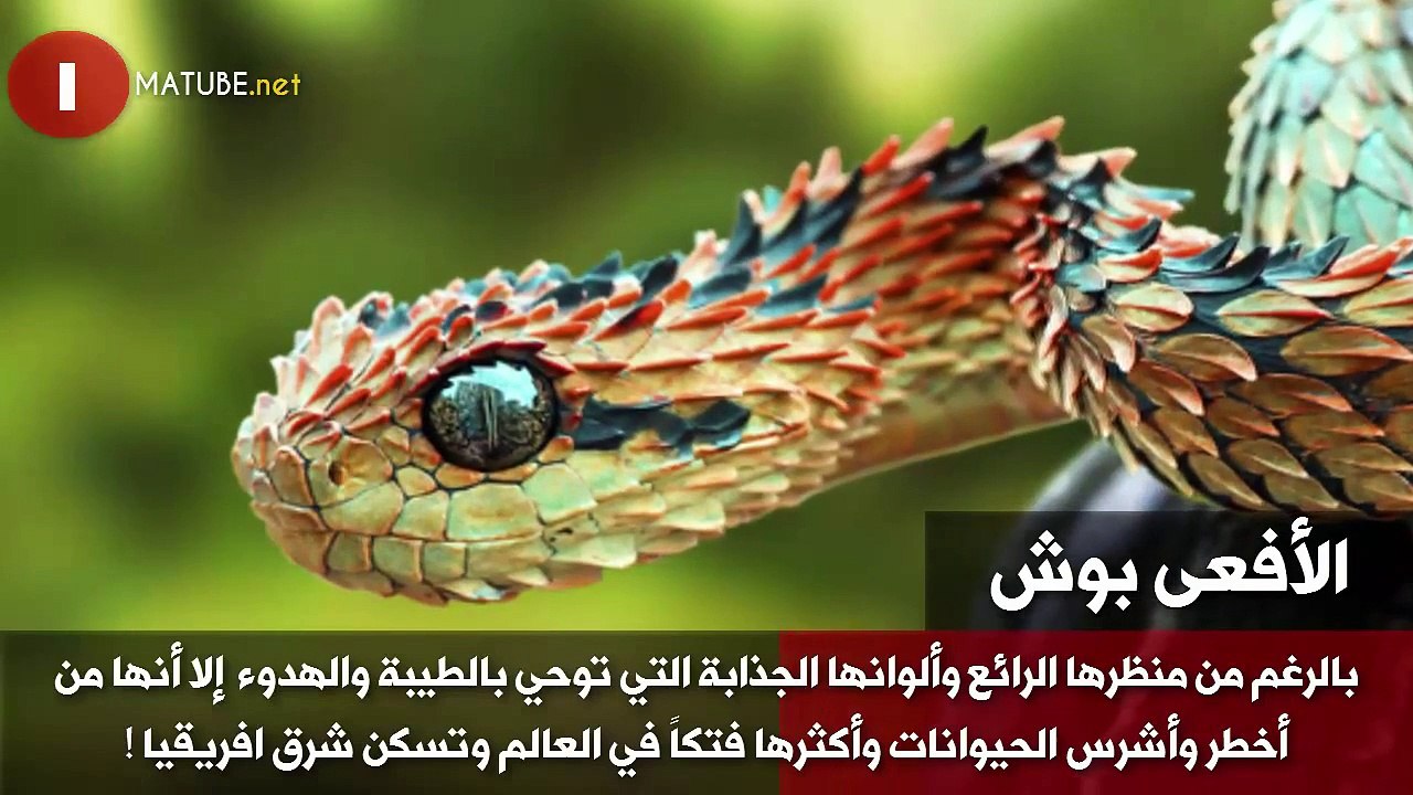 10 من أخطر وأشرس الحيوانات على سطح الأرض Video Dailymotion