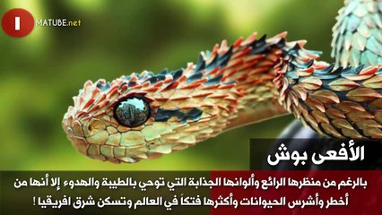 10 من أخطر وأشرس الحيوانات على سطح الأرض