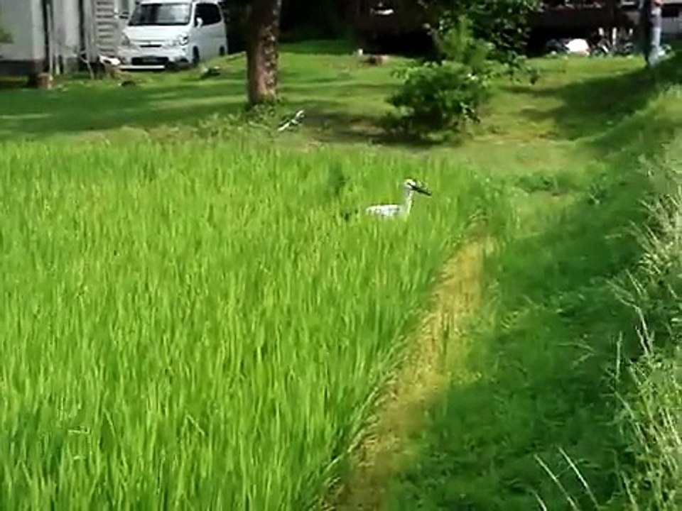 白馬村に飛来したコウノトリ