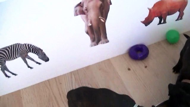 95ème vidéo Le repas avec les chiots Staffie de la 20ème portée de Staffordland