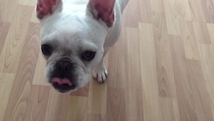 Dog learns to ring bell for treats