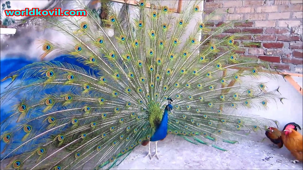 Peacockdance -  Pfau-Tanz , Danse du paon,  மயில் நடனம் 11.07.2015