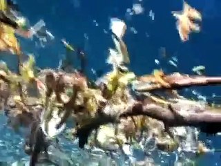 Oprah Shines Light On Great Pacific Garbage Patch (VIDEO).flv