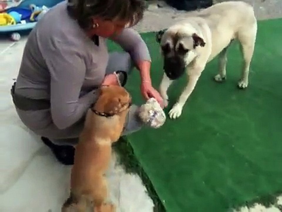 L'ARRIVER DE HéNKA DU TEMPLE DU KRAKEN SAMEDI 28 AVRIL 2012..wmv. PUPPY DE 9 SEMAINES