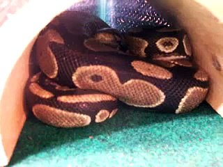 Ball Python