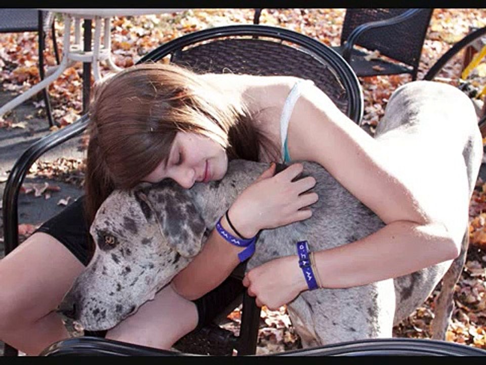 Dames For Danes Great Dane Rescue