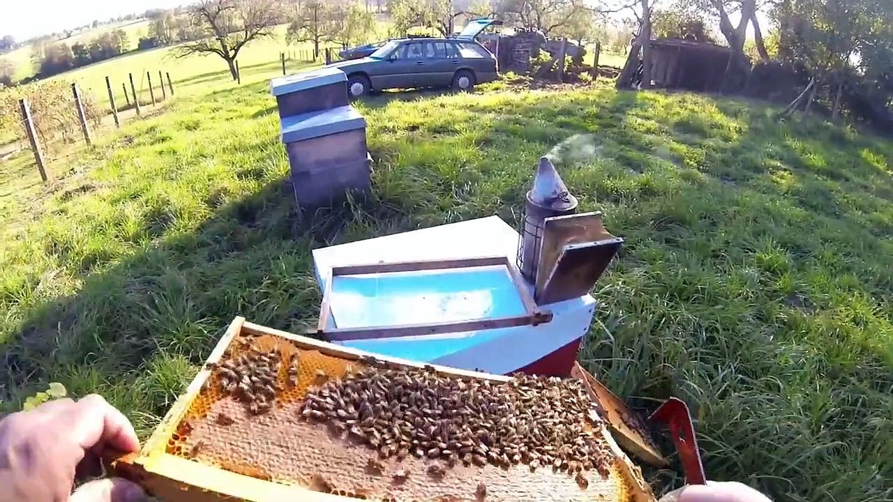 Bad Bees