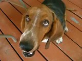 Lola my talking basset hound