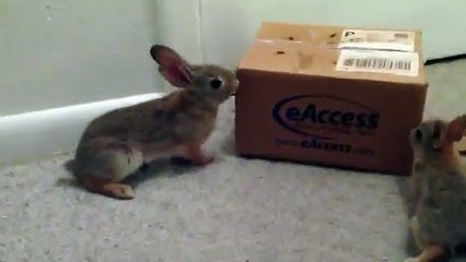 Cottontail rabbits playing