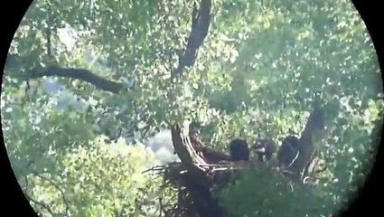 Decorah Eagles, 2013 06 15, Fly in, tug o fish, branch walking
