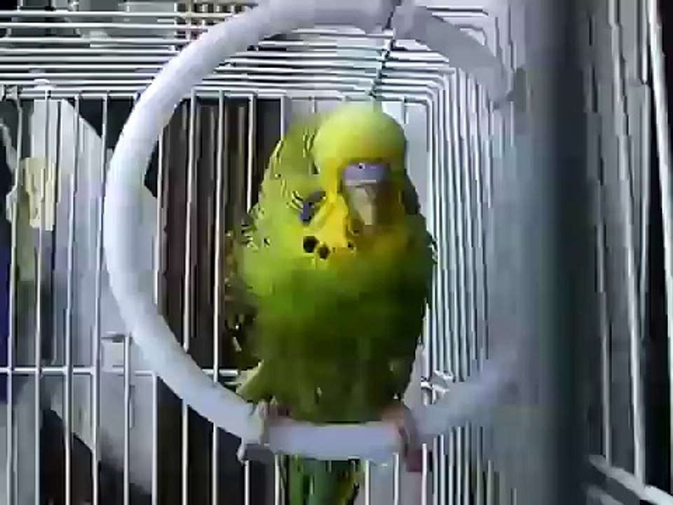 wet budgie after a shower