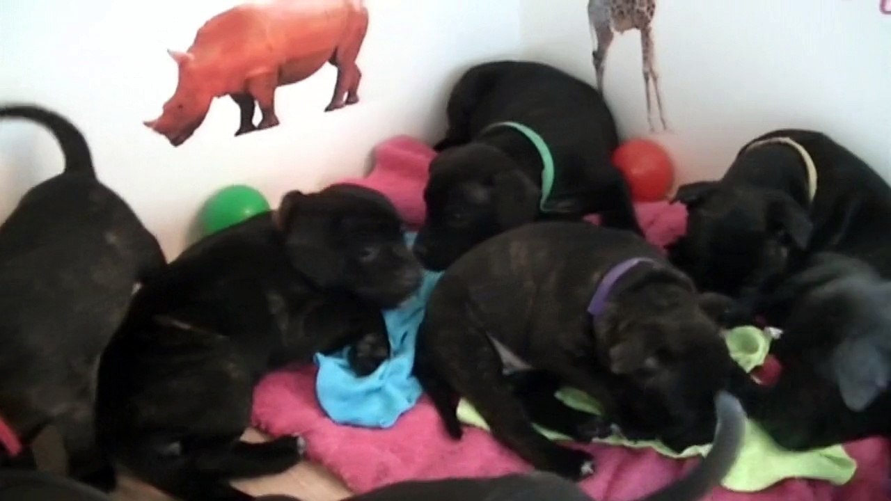 98ème vidéo Le repas avec les chiots Staffie de la 20ème portée de Staffordland