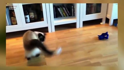 Funny Videos - Funny Cat Funny Dog - Funny Cats Videos - Funny Dogs Videos - Funny Cats and Dogs