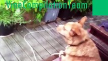 FUNNY VIDEOS׃ 2015 ׃ Funny Cats⁄Dogs - Funny Animals ⁄ Funny Clips - Home Videos