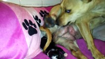 Mirella [Miniature pinscher] Gives Birth Puppies [HD]