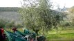 Mechanical Harvesting of Olives in Italy