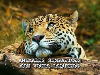 animales simpáticos con loquendo