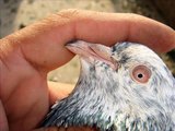 pakistani sahiwal highflyers pigeons
