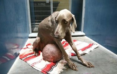 Priča o psu Gilbertu