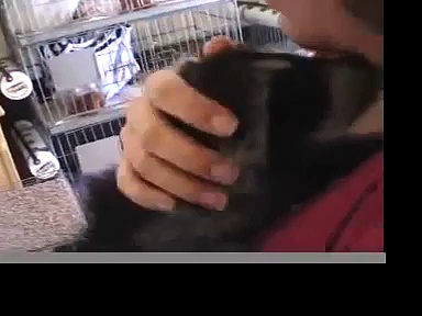 Rochester Raccoon Rehab
