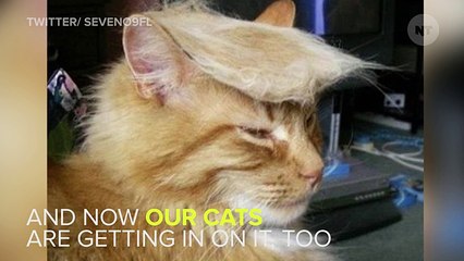 Even Cats Are Making Fun Of Donald Trump These Days