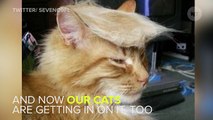 Even Cats Are Making Fun Of Donald Trump These Days