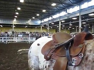 Donkey Behaviour Talk - Are donkeys stubborn?