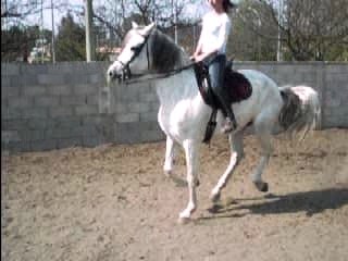 orphée dressage galop rassemblé