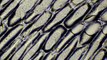 Onion cells under a microscope 400x 1000x