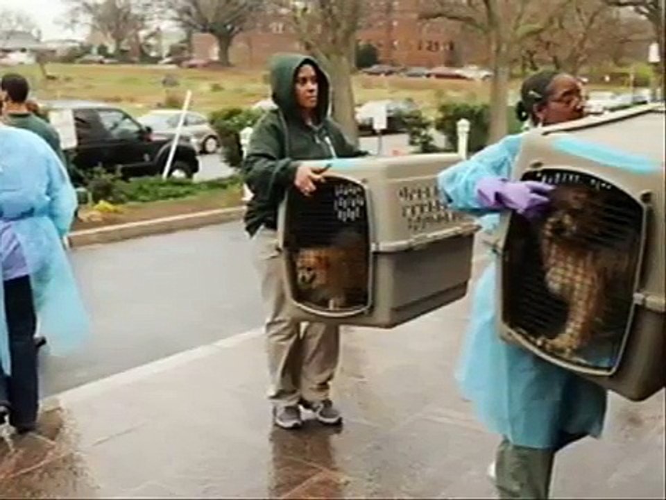 Washington Animal Rescue League - 100 Dogs Arrive from Puppy Mill - Will be Adoptable Soon!.wmv