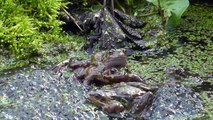 Midlands-Frogs spawn in small garden pond 26th March 2015