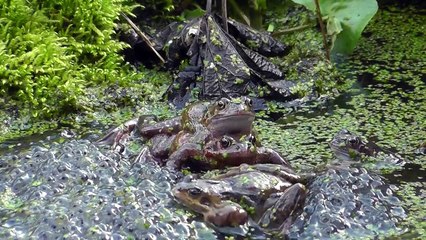 Midlands-Frogs spawn in small garden pond 26th March 2015