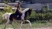 2007 16.1hh Bay and White Pinto Saddlebred Mare