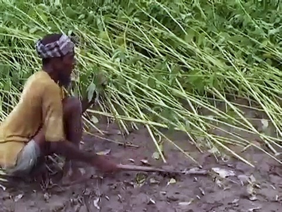 Jute Cultivation - 1