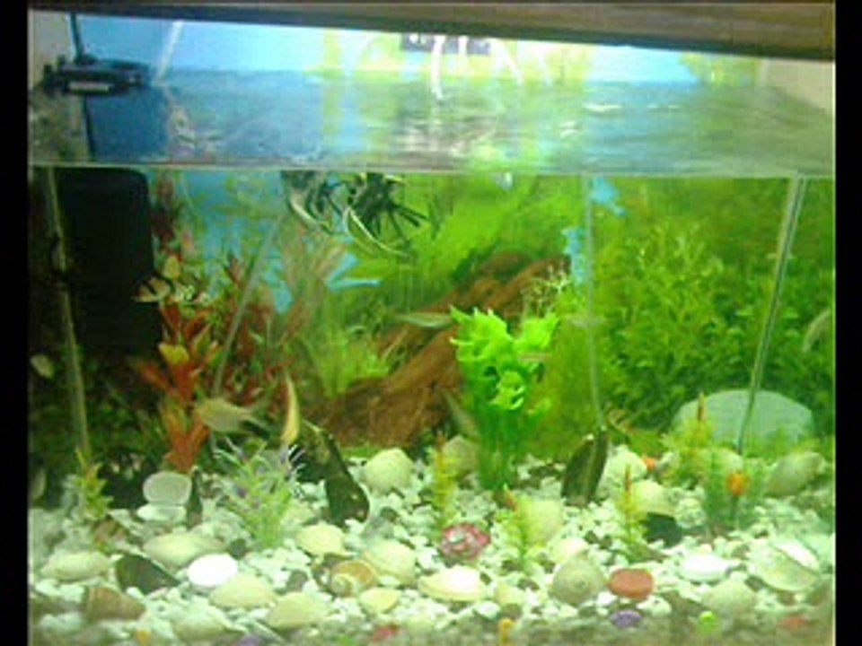 Fish Aquarium 1