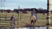 Camel Rein Riding Training by MW Animal Attractions