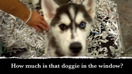 HOW MUCH IS THAT DOGGIE IN THE WINDOW Children's Song l Lyrics